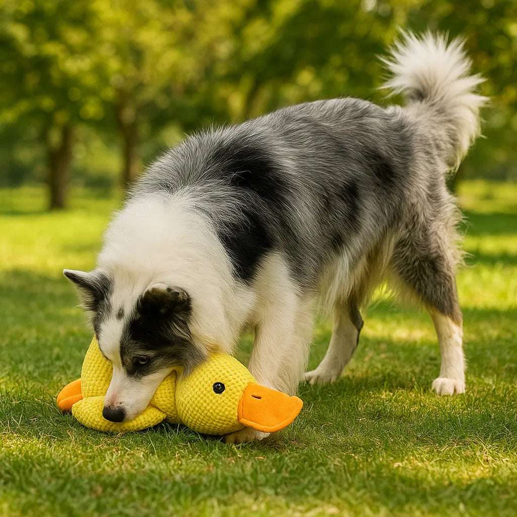 Canard couineur, jouet sonore pour chien